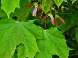 Cаженцы клена канадского