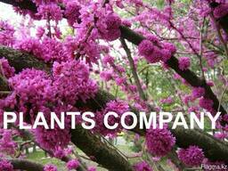 Церцис или Багрянник цветущее дерево