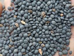 Чечевица черная белуга