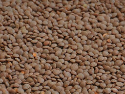 Чечевица красная