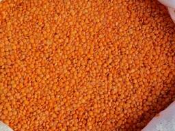 Чечевица красная