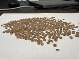 Чечевица красная - фото 1