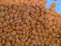 Чечевица красная «футбол»