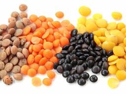 Чечевица красная и зеленая