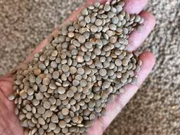 Чечевица красная- Kırmızı mercimek