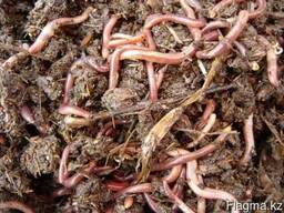 Черви технологические Старатель от Андрея Стрелец