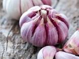 Чеснок - photo 3
