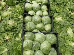 Чеснок из Египта