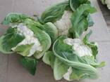Цветная Капуста - фото 1