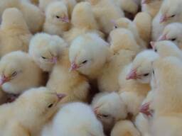 Цыплята суточные