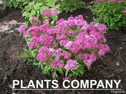 Декоративные цветущие кустарники