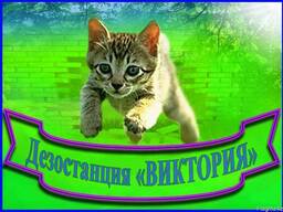 Дезостанция «виктория», уничтожение грызунов, насекомых