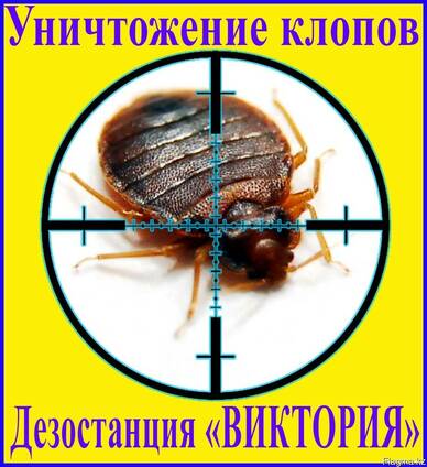 Дезостанция «виктория». Уничтожение клопов вАлматы и обл.