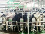 Доильный зал (параллель, ёлочка, карусель). Турция - фото 3