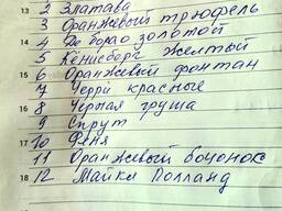 Домашняя пикированная рассада помидор, сажали для себя, остались (Красный Партизан)