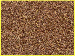 Донник желтый Сибирский