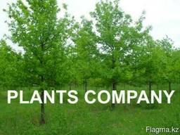 Дуб черешчатый саженцы из питомника лиственные деревья