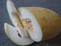 Дыня Казахстан