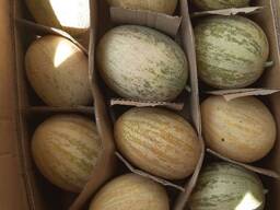 Дыня сорта Аэропорт