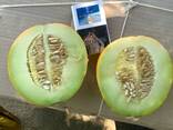 Дыня сорта " Бакинка" - фото 3