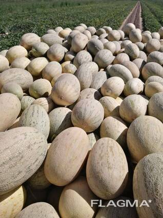 Дыня супер сладко сушеная