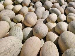 Дыня супер сладко сушеная