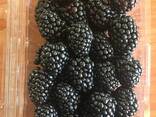 Ежевика - photo 3