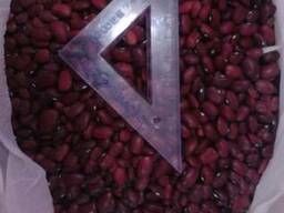 Фасоль красная. Сорт: Томатная. Оптом