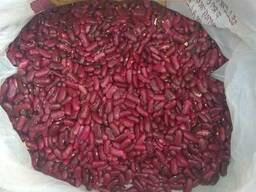 Фасоль Томатная, Пестрая