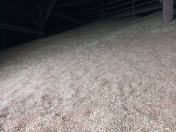 Feed Barley, origin Republic of Kazakhstan, crop 2021