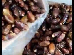 Финики Иран