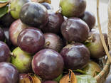 Фиолетовое звездчатое яблоко из Вьетнама - photo 2