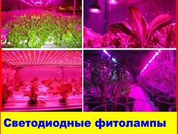 Фитолампа fluora для растений