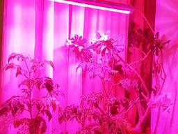 Фитолампа мощная для подоконника 90 см на держателе присоске 22 W