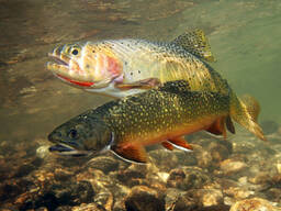 Форель радужная.