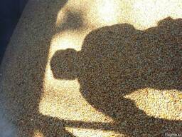 Фуражная кукуруза