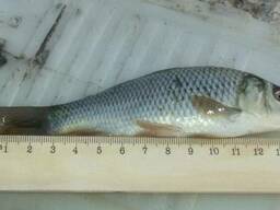 Годовик карпа и толстолобика