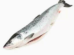 Горбуша свежемороженая