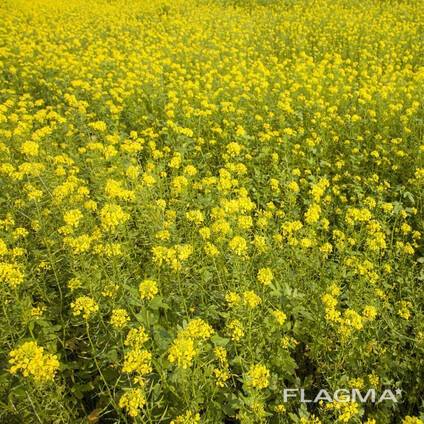 Горчица белая експорт