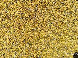 Горчица желтая