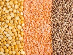 Горох, чечевица