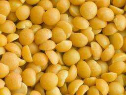 Горох на экспорт / Бұршақ / 大量供应豌豆 / Peas for Export from Kazakhstan