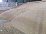 Горох очищенный большими объемами на элеваторе от производителя на экспорт - фото 4