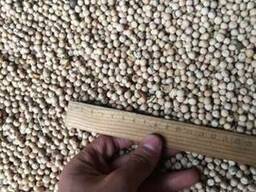 Горох продовольственный