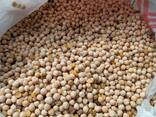 Горох продовольственный - фото 3