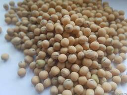 Горох желтый