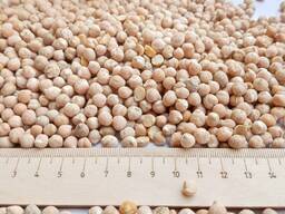 Горох жёлтый продовольственный