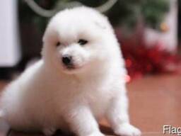 Гостиница для собак happydogs. kz