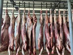 Говядина туши полутуши филе четвертинки фарш субпродукты