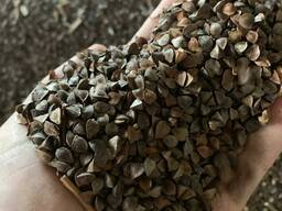 Гречиха (buckwheat)